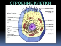 Строение клетки растений