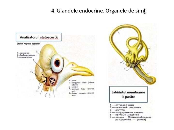 4. Glandele endocrine. Organele de simţ