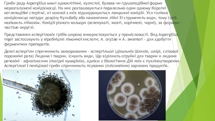 Гриби роду Aspergillus мают одноклітінні, кулястої, булава-чи грушоподібної форми нерозгалужені конідієносці. На