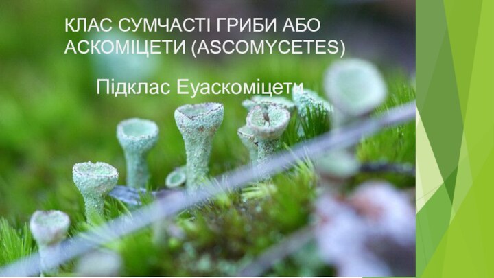 КЛАС СУМЧАСТІ ГРИБИ АБО АСКОМІЦЕТИ (ASCOMYCETES)Підклас Еуаскоміцети