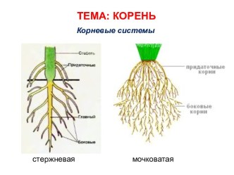 Корень. Корневые системы