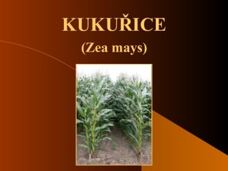 Kukuřice (Zea mays)