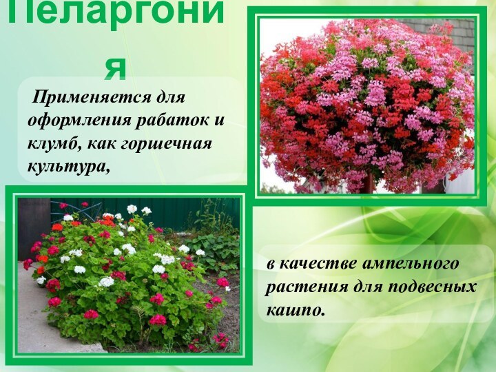 Пеларгония Применяется для оформления рабаток и клумб, как горшечная культура, в качестве ампельного растения для подвесных кашпо.