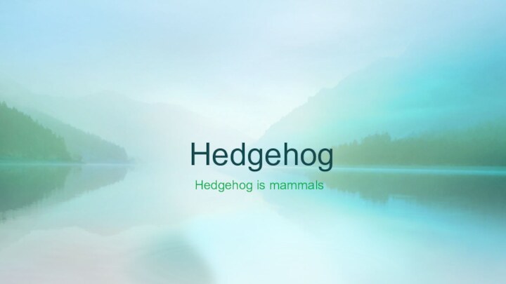 Hedgehog