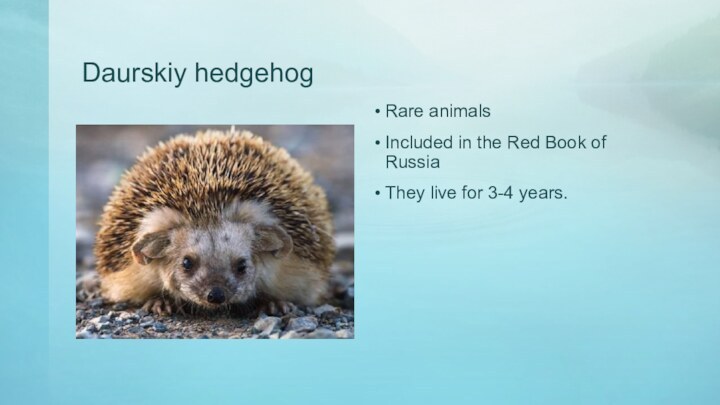 Daurskiy hedgehogRare animalsIncluded in the Red Book of RussiaThey live for 3-4 years.