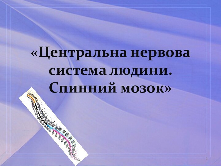 «Центральна нервова система людини. Спинний мозок»