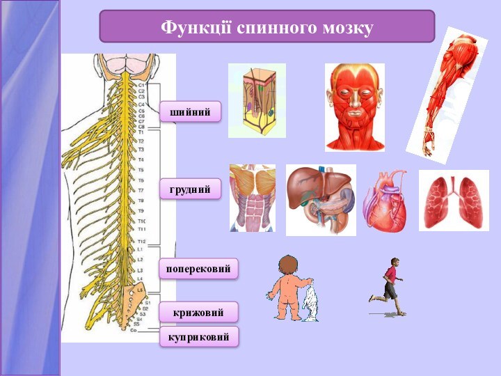 Функції спинного мозкушийний грудний поперековий крижовийкуприковий