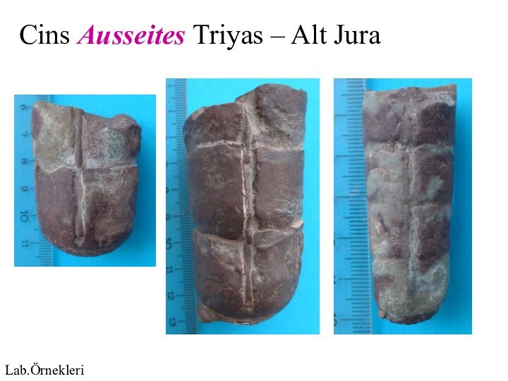 Cins Ausseites Triyas – Alt JuraLab.Örnekleri