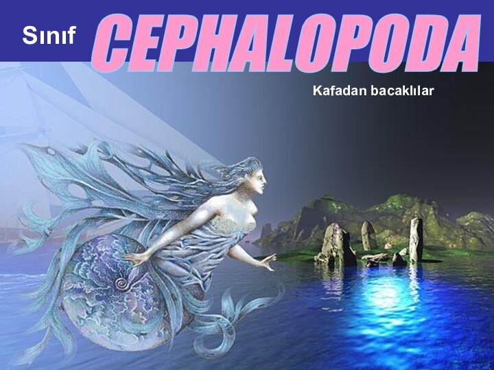 CEPHALOPODASınıfKafadan bacaklılar