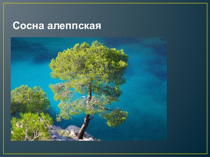 Сосна алеппская