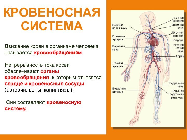 КРОВЕНОСНАЯ СИСТЕМАДвижение крови в организме человека называется кровообращением. Непрерывность тока крови обеспечивают