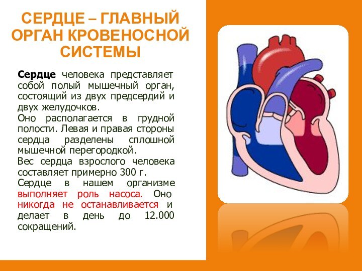 Сердце человека представляет собой полый мышечный орган, состоящий из двух предсердий и