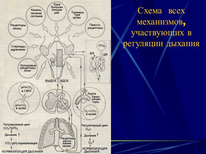 Схема всех механизмов, участвующих в регуляции дыхания