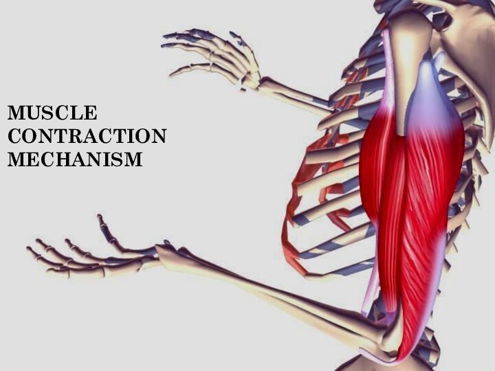 MUSCLE CONTRACTIONMECHANISM