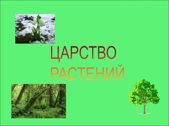 Царство растений