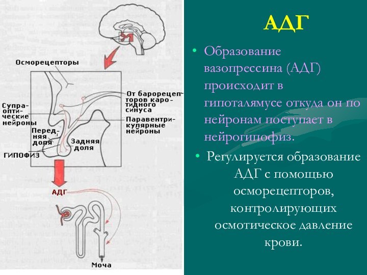 АДГОбразование вазопрессина (АДГ) происходит в гипоталямусе откуда он по нейронам поступает в