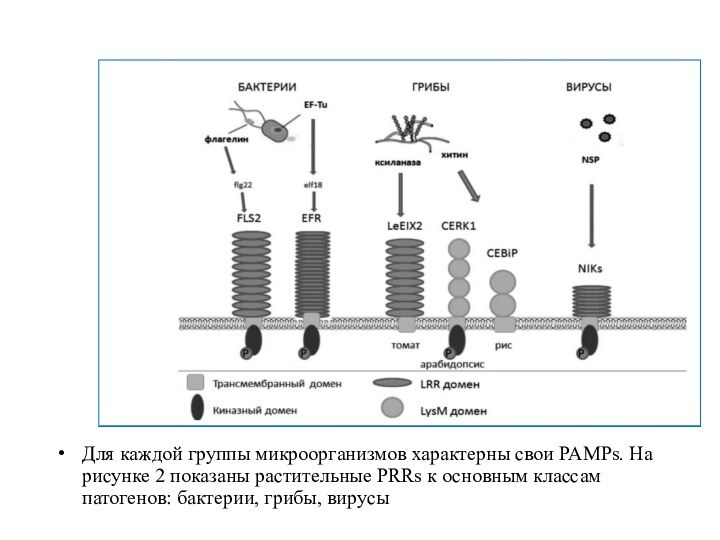 Для каждой группы микроорганизмов характерны свои PAMPs. На рисунке 2 показаны растительные