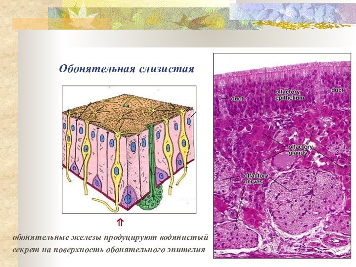 Обонятельная слизистая				        ⇑обонятельные