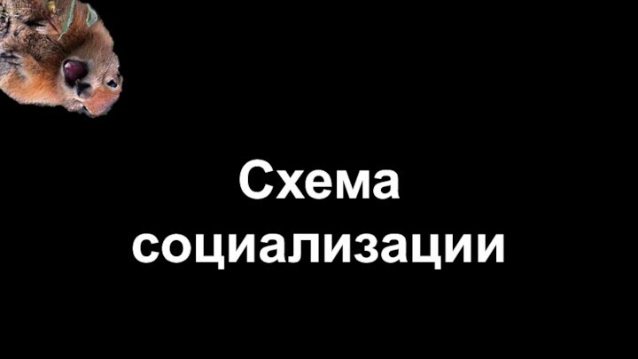 Схема социализации