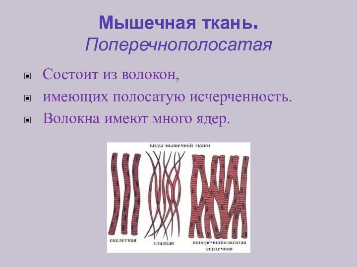 Мышечная ткань. Поперечнополосатая Состоит из волокон,имеющих полосатую исчерченность.Волокна имеют много ядер.