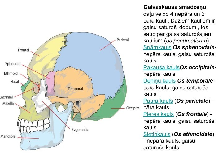 Galvaskausa smadzeņu daļu veido 4 nepāra un 2 pāra kauli. Dažiem kauliem