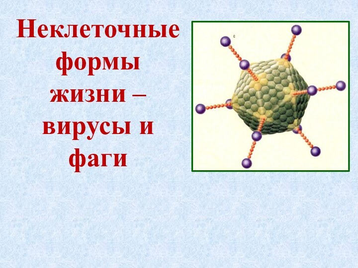 Неклеточные формы жизни – вирусы и фаги