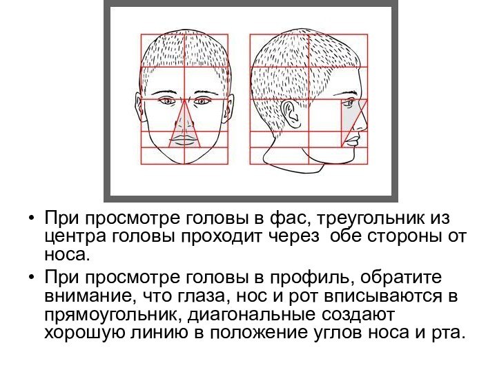 При просмотре головы в фас, треугольник из центра головы проходит через  обе