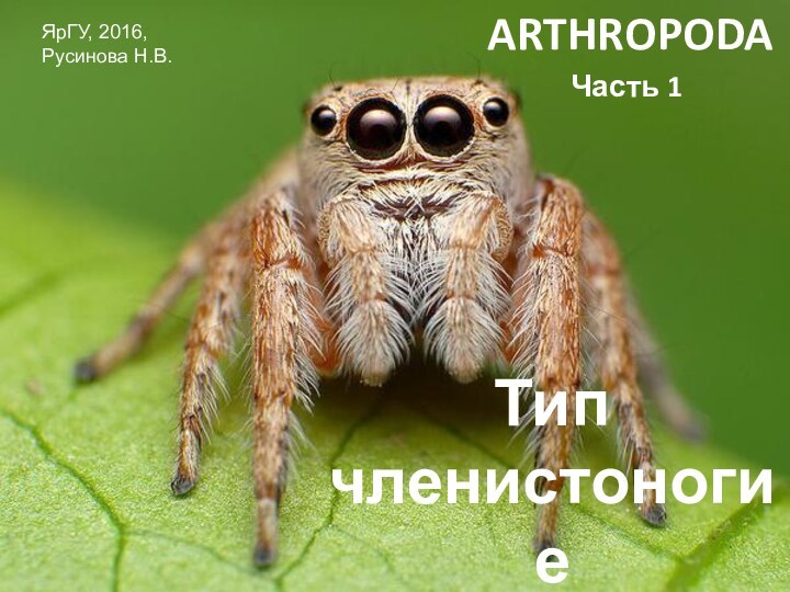 Тип членистоногие  ARTHROPODAЧасть 1ЯрГУ, 2016, Русинова Н.В.