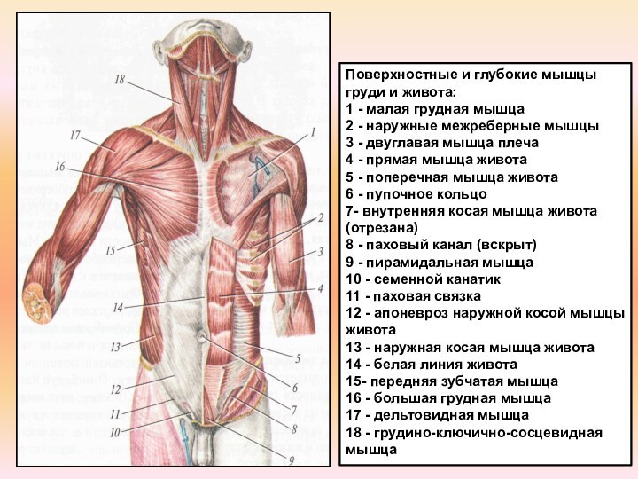 Поверхностные и глубокие мышцы груди и живота: 1 - малая грудная мышца2