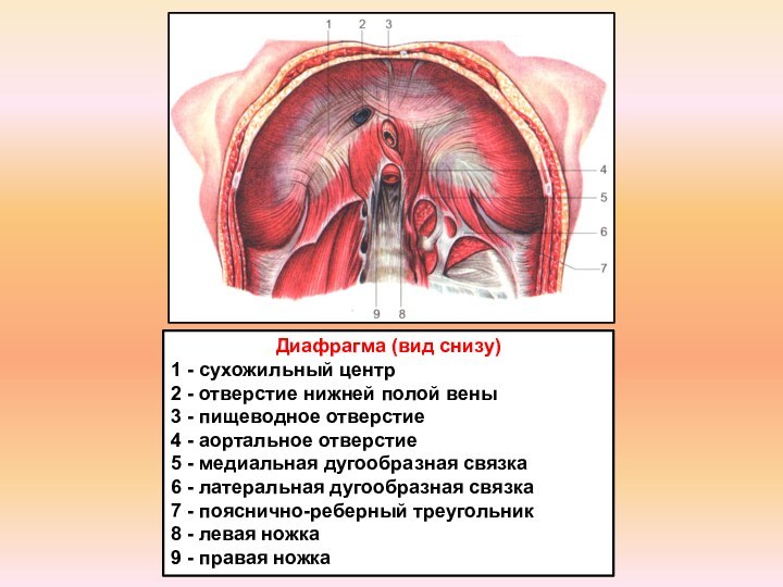 Диафрагма (вид снизу)1 - сухожильный центр2 - отверстие нижней полой вены3 -