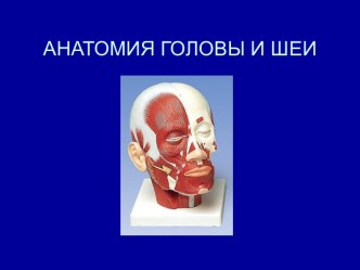 Анатомия головы и шеи