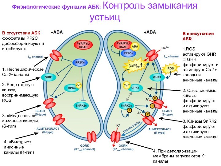 Физиологические функции АБК: Контроль замыкания устьицВ отсутствии АБК фосфатазы РР2С дефосфорилируют и