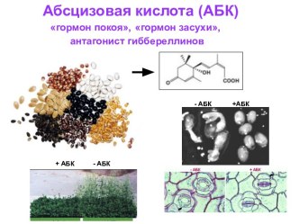 Абсцизовая кислота (АБК) - гормон покоя, гормон засухи, антагонист гиббереллинов