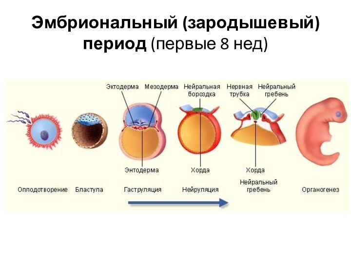 Эмбриональный (зародышевый) период (первые 8 нед)