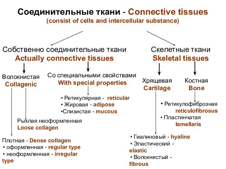 Соединительные ткани - Connective tissues (consist of cells and intercellular substance)
