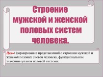 Строение и функции мужской и женской половых систем человека