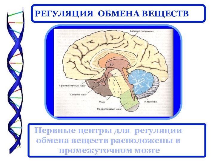 Нервные центры для регуляции обмена веществ расположены в промежуточном мозге РЕГУЛЯЦИЯ ОБМЕНА ВЕЩЕСТВ