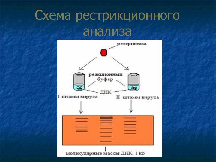 Схема рестрикционного анализа