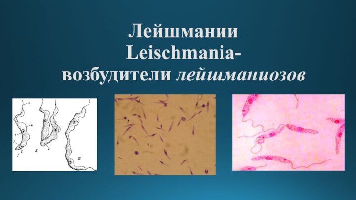 Лейшмании Leischmania- возбудители лейшманиозов