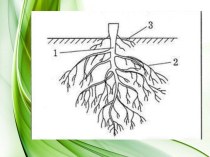 Корневые системы. Побег