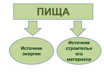 Пища. Органы пищеварительной системы