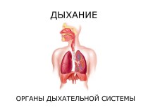 Дыхание органы дыхательной системы