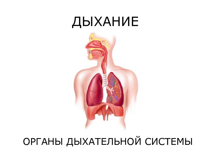 ДЫХАНИЕОРГАНЫ ДЫХАТЕЛЬНОЙ СИСТЕМЫ