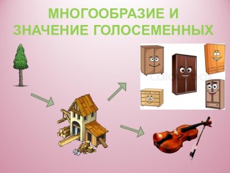 Многообразие и значение голосеменных