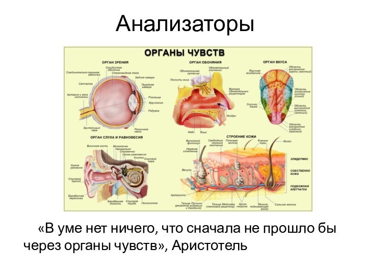 Анализаторы«В уме нет ничего, что сначала не прошло бы через органы чувств», Аристотель