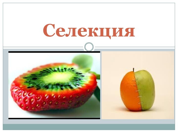 Селекция