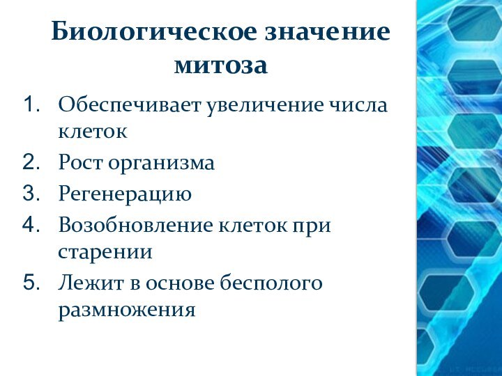 Биологическое значение митозаОбеспечивает увеличение числа клетокРост организмаРегенерациюВозобновление клеток при старенииЛежит в основе бесполого размножения