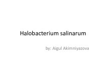 Halobacterium salinarum