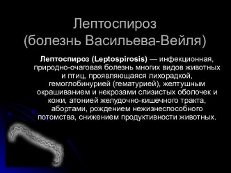 Лептоспироз (болезнь Васильева-Вейля)