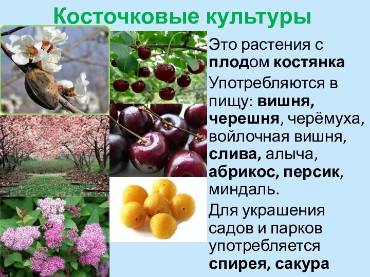 Косточковые культурыЭто растения с плодом костянкаУпотребляются в пищу: вишня, черешня, черёмуха, войлочная